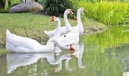 抖音网红大鹅,萌态可掬，圈粉无数