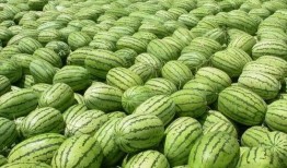 热门大瓜每日必吃大瓜合集,揭秘娱乐圈最新动态，一网打尽娱乐圈风云